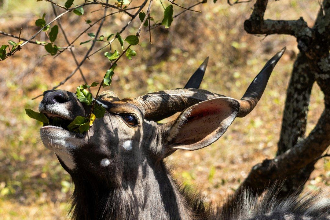 Hunting in INHAMBANE: An Extensive Guide to Wildlife, Traditions, Rules, and Exceptional Hunting Adventures in Mozambique's Coastal Region