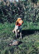 The Bracco Italiano: A Hunter's Guide to Italy's Elegant Pointing Breed

For those of us who appreciate a hunting dog with both style and substance, the Bracco Italiano stands apart. This ancient Italian breed is more than just a pretty face; it's a versatile, intelligent, and devoted hunting partner. Let's delve into what makes the Bracco Italiano a standout in the field.

A Versatile Hunter: What Can the Bracco Italiano Hunt?

The Bracco Italiano's strength lies in its adaptability. These dogs are primarily pointers, excelling at locating and holding game for the hunter. They can be trained to hunt a variety of game, including:

Upland Birds: Pheasant, quail, grouse, partridge

Waterfowl: Ducks, geese (with proper training)

Small Game: Rabbits, hares

Their keen nose, stamina, and willingness to please make them effective in diverse terrains.

Where to Find Bracchi on the Hunt

While the Bracco Italiano's roots are in Italy, their popularity is growing worldwide. You'll find them actively hunting in:

Italy: Their homeland, where they are a common sight in the countryside.

Europe: Especially in countries like France, Spain, and the Balkan region.

North America: A growing number of hunters in the US and Canada are discovering the Bracco's capabilities.

Character and Care: More Than Just a Hunting Dog

The Bracco Italiano is known for its:

Intelligence: Quick learners, eager to please, but require consistent training.

Gentle Temperament: Affectionate with family, good with children, and generally friendly with other dogs.

Stamina: Bred for long days in the field, they have excellent endurance.

Care:

Grooming: Short coat requires minimal grooming. Regular brushing is sufficient.

Exercise: High-energy breed needs plenty of exercise. Daily runs, hikes, or hunting sessions are essential.

Health: Generally healthy, but prone to hip dysplasia and bloat. Responsible breeding practices are crucial.

Early Training: Setting the Foundation for Success

Socialization: Expose your Bracco puppy to a variety of people, places, and sounds from a young age.

Basic Obedience: Start with commands like "sit," "stay," "come," and "heel." Positive reinforcement works best.

Introduction to Birds: Use pigeons or quail to introduce your pup to bird scent and the excitement of the hunt.

Fine-Tuning: Advanced Training Exercises

Pointing Drills: Use planted birds to reinforce pointing behavior. Reward steady points with praise and a release command.

Retrieving: Teach a soft mouth by using dummies or dead birds.

Water Work: Introduce your Bracco to water gradually. Start with shallow water and progress to retrieving in deeper water.

Field Trials: Participating in field trials can be a great way to test your dog's skills and gain valuable experience.

The Bracco Italiano in Action: What to Expect on the Hunt

Methodical Search: They cover ground efficiently, using their nose to locate game.

Stylish Point: Known for their elegant and statuesque points.

Cooperative Nature: They work closely with the hunter, adapting to the terrain and hunting style.

Strong Retrieve: Eager to retrieve birds to hand.

Final Thoughts

The Bracco Italiano is more than just a hunting dog; it's a loyal companion, a skilled partner in the field, and a testament to centuries of breeding. If you're looking for a versatile and devoted hunting dog with a touch of Italian flair, the Bracco Italiano might just be the perfect breed for you.

Important Considerations:

Find a Reputable Breeder: Choose a breeder who prioritizes health, temperament, and hunting ability.

Be Prepared for Training: Bracchi need consistent training and socialization.

Provide Ample Exercise: These dogs need a job to do. Make sure you can provide the exercise they need.

Let me know if you'd like any revisions or further details on specific sections!
#BraccoItaliano