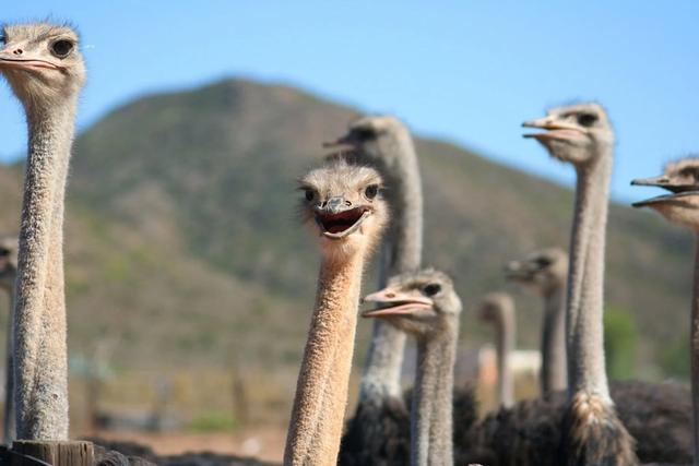 Ostrich Hunting in the Western Cape: Geography and Natural Features, Hunting Demographics, and Game Species Diversity