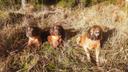 Jagd in THÜRINGEN: Jäger und Demografie, Wildbestände, Jagdzeiten, Jagdverbände und Vereine, Traditionen und Gesetze

Geographische und natürliche Besonderheiten in Thüri