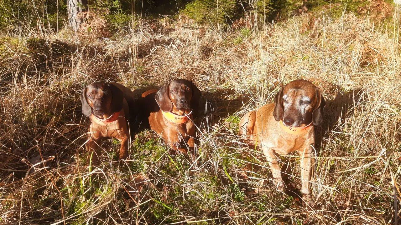 Jagd in THÜRINGEN: Jäger und Demografie, Wildbestände, Jagdzeiten, Jagdverbände und Vereine, Traditionen und Gesetze