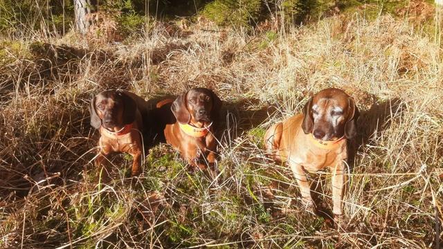 Jagd in THÜRINGEN: Jäger und Demografie, Wildbestände, Jagdzeiten, Jagdverbände und Vereine, Traditionen und Gesetze