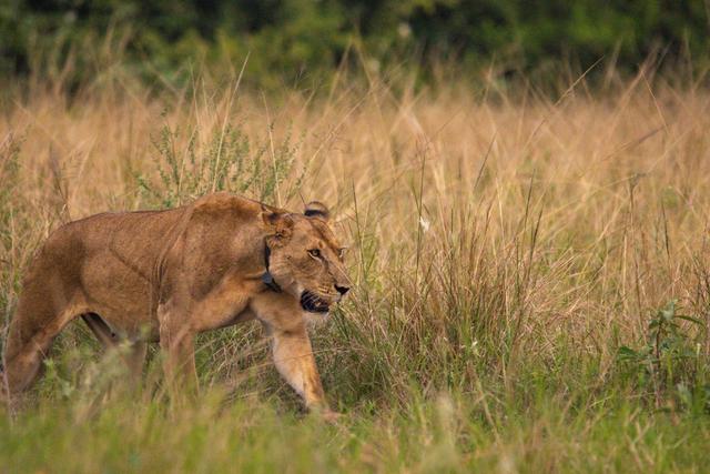 Mbale Uganda <strong>Hunting</strong>: Demographics and <strong>Hunting</strong> Community, <strong>Hunting</strong> Animals in Mbale, Game Strategies