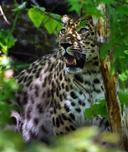 Убивать краснокнижных животных теперь — законно. Госдума исключила их отстрел из списка прямых запретов

«Исключительные случаи» — это:

устранение угрозы человеку,
охрана здоровья населения,
защита от массовых заболеваний сельскохозяйственных и других домашних животных,
мониторинг и регулирование численности,
обеспечение традиционного образа жизни коренных малочисленных народов.
