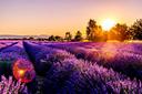 Tout savoir sur la Chasse en PROVENCE: Faune emblématique, saisons de chasse, réglementation locale et aspects démographiques

La Provence, région emblématique du sud de 