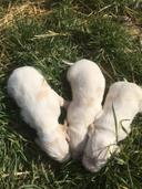 Bonjour 
Disponible 3 mâles briquet griffon vendéen nés le 18 février 
Parents chassent le sanglier 
Secteur sud Aveyron