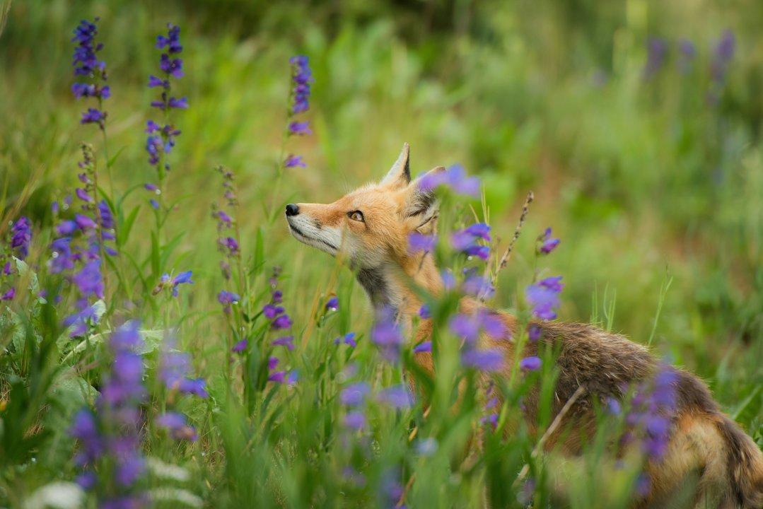 La Chasse en CÔTES-D'ARMOR: Explorez les saisons de chasse et les traditions ancestrales qui rythment la vie dans cet environnement unique
