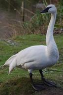 There is no open season for hunting trumpeter swans,” stated Andrew Chambers, the ministry’s strategic development and issues management coordinator — enforcement branch.
