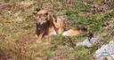 LOBO IBÉRICO.
Luego de un buen rato tumbado al sol, se incorporó y comenzó a rascarse. Me pareció un buen momento para, además de video, intentar conseguir una foto aprox