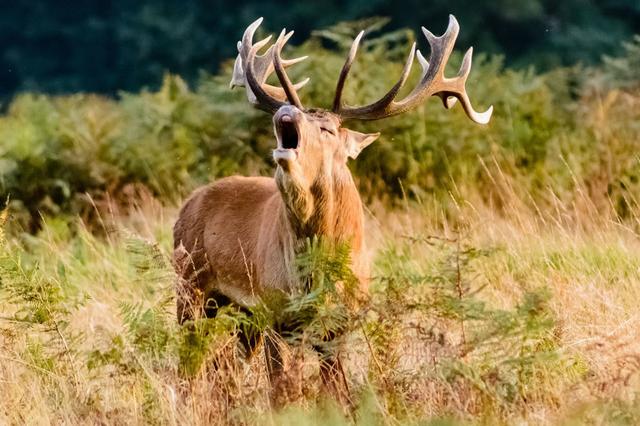 Jagd im Bezirk Neuchâtel (Kanton Neuenburg), Schweiz: Merkmale, Bevölkerung, Jagdstrategien, Wildarten, Jagdsaisons, Jagdclubs, Vorschriften und Traditionen