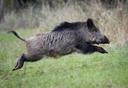 HUNTING IN LOMBARDY: CENTURIES-OLD TRADITIONS, LAWS AND LEGISLATION, SEASONS, WILD SPECIES AND HUNTING TECHNIQUES AMONG THE ALPS

Lombardy, located in northern Italy, off