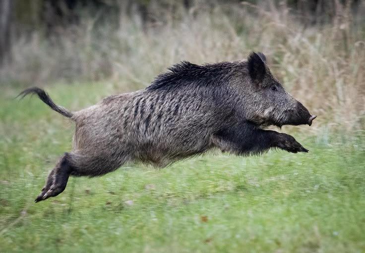 HUNTING IN LOMBARDY: CENTURIES-OLD TRADITIONS, LAWS AND LEGISLATION, SEASONS, WILD SPECIES AND HUNTING TECHNIQUES AMONG THE ALPS