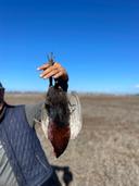 La chasse au faisan au maroc - saison, meilleurs endroits pour chasser et prix

La chasse au faisan est populaire au Maroc, surtout de novembre à décembre, avec certaines extensions en janvier. Elle attire de nombreux chasseurs en quête d’une expérience en pleine nature.

Spécificités de la chasse au faisan

Chasser le faisan nécessite une approche délicate, car l'oiseau est intelligent et prudent. La chasse se fait souvent en battue, avec des chiens de chasse comme les épagneuls ou retrievers pour détecter et retrouver les faisans. Les fusils de petit calibre sont privilégiés, et il est essentiel de maîtriser le camouflage et le silence pour approcher les oiseaux efficacement.

Meilleurs endroits pour chasser

Le Maroc offre plusieurs régions favorables à la chasse au faisan :

Plaines de Saïdia : Vastes champs et forêts en font un habitat idéal.

Parc national de Tazekka : Paysages montagneux avec une population abondante de faisans.

Région de Beni Mellal : Collines et vallées avec des domaines de chasse privés.

Souss-Massa : Zones près des forêts de chênes-lièges proposent des opportunités de chasse.

Le coût de la chasse au faisan au Maroc

Les tarifs varient selon la région et les services inclus. Comptez entre 1000 et 3000 dirhams marocains (100 à 300 euros) pour une journée de chasse, selon l'accompagnement choisi. La réglementation sur la chasse est stricte ; il est nécessaire d’avoir un permis et de respecter les quotas locaux, assurant ainsi la préservation des faisans.

La chasse au faisan au Maroc est bien plus qu’un simple loisir, c'est une immersion dans une nature fascinante et préservée, une façon de se reconnecter à des traditions et de vivre des moments forts en émotions. Que vous soyez un chasseur expérimenté ou un novice, cette expérience saura certainement vous captiver. En respectant l’environnement et les règles de la chasse, chacun peut apprécier ce passe-temps tout en préservant la beauté du paysage marocain.  #chasse #faisan

https://m.uh.app/news/chasse-au-sanglier-au-maroc-tarifs-saison-de-chasse-regions-la-chasse_gQJg0NsuEe-VL0-5Zg5Dvg