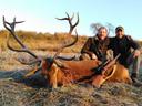 Jagd im Val-de-Ruz (Kanton Neuenburg, Schweiz): Merkmale, Jägerschaft, Jagdstrategien, Wildarten, Jagdsaisons, Verbände, Vorschriften und Traditionen

Geografische und natürliche Merkmale des Bezirks Val-de-Ruz für die Jagd
Der Bezirk Val-de-Ruz im Kanton Neuenburg bietet eine vielfältige Landschaft, die ideal für die Jagd ist. Die Region ist geprägt von sanften Hügeln, dichten Wäldern und ausgedehnten Weideflächen. Diese Lebensräume beherbergen eine reiche Vielfalt an Wildtieren wie Hirsche, Rehe, Füchse und Wildschweine. Die Nähe zum Neuenburgersee und anderen Gewässern bietet zusätzliche Möglichkeiten für die Jagd auf Wasservögel. Die abwechslungsreiche Topografie stellt eine besondere Herausforderung dar, bietet aber gleichzeitig ein reichhaltiges Jagderlebnis. Die Nähe zu städtischen Gebieten macht den Bezirk Val-de-Ruz leicht zugänglich, während die ländliche Umgebung eine ruhige und naturnahe Atmosphäre bietet.

Jägerschaft des Bezirks Val-de-Ruz
Im Bezirk Val-de-Ruz gibt es eine aktive Jagdgemeinschaft mit etwa 300 aktiven Jägern. Diese Jäger sind gut organisiert und engagieren sich aktiv in Naturschutzprojekten. Die meisten sind Mitglieder lokaler Jagdvereine, die regelmässige Treffen und Schulungen organisieren, um ethische und nachhaltige Jagdpraktiken zu gewährleisten. Die Jägerschaft setzt sich aus Einheimischen sowie einigen internationalen Jägern zusammen, die von der einzigartigen Landschaft und den reichen Wildbeständen der Region angezogen werden.

Besonderheiten der Jagd im Bezirk Val-de-Ruz
Die Jagd im Val-de-Ruz erfordert gute körperliche Fitness und ausgezeichnete Kenntnisse der lokalen Geografie. Die dichten Wälder und hügeligen Landschaften stellen hohe Anforderungen an die Jäger, die oft stundenlang wandern müssen, um ihre Beute zu finden. Die Jagd ist streng reguliert, um gesunde und nachhaltige Wildtierpopulationen zu erhalten. Jäger müssen strenge Vorschriften einhalten, einschliesslich der Einhaltung der Jagdzeiten und der Verwendung geeigneter Waffen. Die Jagd im Bezirk Val-de-Ruz ist bekannt für ihren nachhaltigen Ansatz und den Respekt vor der Natur.

Jagdarten und Jagdstrategien im Bezirk Val-de-Ruz
Hochwildjagd: Der Fokus liegt auf Hirschen und Rehen, die in den Wäldern und auf den Weiden weit verbreitet sind. Diese Jagd erfordert Geduld, Geschick und gute Ortskenntnisse.
Schwarzwildjagd: Wildschweine sind ebenfalls weit verbreitet und stellen eine anspruchsvolle Herausforderung dar. Spezielle Taktiken und Waffen sind erforderlich, um diese intelligenten und kräftigen Tiere zu jagen.
Niederwildjagd: Füchse, Hasen und andere kleine Säugetiere werden oft mit Fallen oder kleinkalibrigen Waffen bejagt. Diese Jagdart erfordert präzise Schüsse und ein gutes Auge.
Vogeljagd: Enten, Fasane und andere Vögel werden in den Feuchtgebieten und auf den Feldern gejagt. Diese Jagdart erfordert spezielle Kenntnisse und Ausrüstung.

Jagdsaisons im Bezirk Val-de-Ruz
Offizielle Saison: Die Hauptsaison für Hochwild wie Hirsche und Rehe beginnt im September und dauert bis Ende Dezember. Die Jagd auf Wildschweine ist ganzjährig erlaubt, jedoch mit Einschränkungen während der Brutzeit.
Schonzeiten: Während der Schonzeiten von Januar bis August ist die Jagd auf bestimmte Wildtierarten zum Schutz der Populationen verboten.
Besonderer Schutz: Für bestimmte Arten wie den Fuchs gelten spezielle Schutzbestimmungen zur Regulierung und zum Schutz der Populationen.

Jagdvereine und -clubs im Bezirk Val-de-Ruz
Jagdverein Val-de-Ruz: Der Hauptverband für Jäger im Bezirk, der Schulungen, Workshops und regelmässige Treffen anbietet. Der Verein setzt sich für nachhaltige Jagdpraktiken und den Schutz der Wildtiere ein.
Lokale Jagdvereine: Mehrere lokale Vereine spezialisieren sich auf bestimmte Jagdarten oder Wildtierarten und bieten Unterstützung und Schulungen an. Diese Vereine arbeiten eng mit den lokalen Behörden zusammen, um die Jagd zu regulieren und zu überwachen.
Naturschutzorganisationen: Diese Organisationen arbeiten eng mit Jägern zusammen, um nachhaltige Jagdpraktiken zu fördern und die Biodiversität zu erhalten.

Jagdgesetze im Bezirk Val-de-Ruz
Lizenzen: Jäger benötigen eine gültige Jagdlizenz, die von den kantonalen Behörden ausgestellt wird. Die Lizenz ist an strenge Auflagen gebunden, einschliesslich regelmässiger Schulungen und der Einhaltung der Jagdzeiten.
Waffen: Die Verwendung von Schusswaffen ist streng reguliert. Jäger müssen sicherstellen, dass ihre Waffen den gesetzlichen Anforderungen entsprechen und ethisch eingesetzt werden.
Verbote: Die Jagd in Naturschutzgebieten und in der Nähe von Wohngebieten ist verboten. Jäger müssen Sicherheitsabstände zu Strassen und Wanderwegen einhalten.
Meldepflicht: Jäger sind verpflichtet, ihre Jagderfolge den lokalen Behörden zu melden, um die Wildtierpopulationen zu überwachen und zu regulieren.

Jagdtraditionen im Bezirk Val-de-Ruz
Eröffnungsjagden: Zu Beginn der Jagdsaison finden traditionelle Eröffnungsjagden statt, bei denen sich Jäger treffen und die Saison offiziell eröffnen. Diese Veranstaltungen sind oft mit festlichen Essen und Trinksprüchen verbunden.
Trophäenpräsentationen: Jäger präsentieren ihre Trophäen bei lokalen Veranstaltungen und Wettbewerben. Diese Präsentationen sind ein wichtiger Bestandteil der Jagdkultur und bieten den Jägern die Möglichkeit, ihre Erfolge zu feiern.
Gemeinschaftsarbeit: Jäger arbeiten eng mit Landwirten und Naturschutzorganisationen zusammen, um nachhaltige Jagdpraktiken zu fördern und die Wildtierpopulationen zu schützen.

Interessante Fakten zur Jagd
Rekordtrophäen: Der Bezirk Val-de-Ruz ist bekannt für beeindruckende Trophäen, darunter einige der grössten Hirsche und Wildschweine der Schweiz. Diese Trophäen sind oft das Ergebnis jahrelanger Erfahrung und Geduld.
Beitrag zum Naturschutz: Die Einnahmen aus der Jagd tragen wesentlich zum Naturschutz bei, einschliesslich der Finanzierung von Projekten zur Erhaltung der Biodiversität und zur Förderung einer nachhaltigen Landwirtschaft.