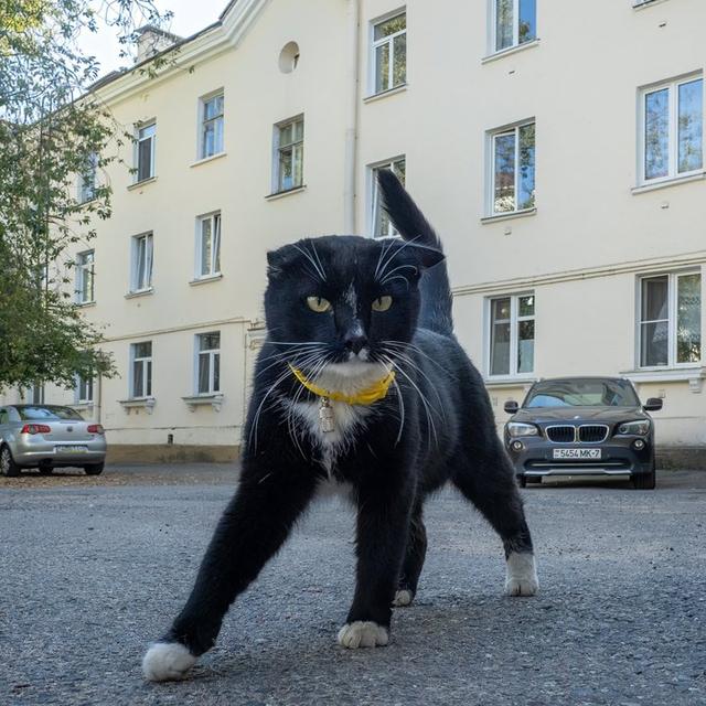 Энциклопедия лис avatar