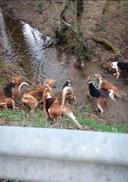 Hallali mes beaux 🐗🐕