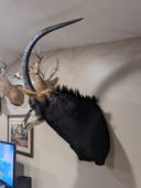 Dans la symphonie de la nature, la saison de la chasse est l'un des mouvements les plus excitants. La chasse, plus qu'une activité, est une manière de dialoguer avec la n