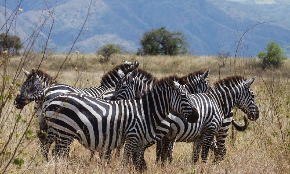 Bale Mountains Hunting: Immersing in Breathtaking Regional Geography, Uncovering Key Features, and Embracing Timeless Traditions