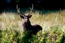 An impressive County Wicklow Sika stag during rut 2023
Photograph thanks to Paddy Donegan