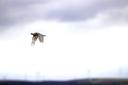 Driven Grouse Shooting -Scotland