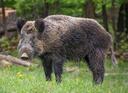 The wild boar (Sus scrofa), also known as the wild swine, common wild pig, Eurasian wild pig, or simply wild pig, is a suid native to much of Eurasia and North Africa, and has been introduced to the Americas and Oceania. The species is now one of the widest-ranging mammals in the world, as well as the most widespread suiform. It has been assessed as least concern on the IUCN Red List due to its wide range, high numbers, and adaptability to a diversity of habitats. It has become an invasive species in part of its introduced range. Wild boars probably originated in Southeast Asia during the Early Pleistocene and outcompeted other suid species as they spread throughout the Old World

As of 1990, up to 16 subspecies are recognized, which are divided into four regional groupings based on skull height and lacrimal bone length.The species lives in matriarchal societies consisting of interrelated females and their young (both male and female). Fully grown males are usually solitary outside the breeding season. The grey wolf is the wild boar's main predator in most of its natural range except in the Far East and the Lesser Sunda Islands, where it is replaced by the tiger and Komodo dragon respectively. The wild boar has a long history of association with humans, having been the ancestor of most domestic pig breeds and a big-game animal for millennia. Boars have also re-hybridized in recent decades with feral pigs; these boar–pig hybrids have become a serious pest wild animal in the Americas and Australia.