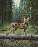 Bengalkat, eller dværgkat, eller fjernøstlig kat (lat. Prionailurus bengalensis) er en katteart fra underfamilien af ​​små katte. Bengalske katte lever i Syd- og Østasien. Deres størrelse svarer til en huskats størrelse, og de findes i en lang række farver i hele deres store udvalg.