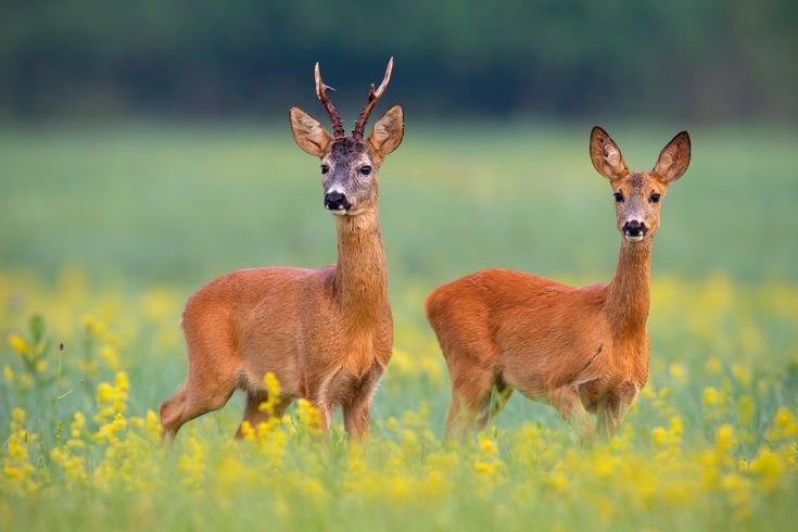 The Hunter's Paradise: Laws, Legislation, Seasons and Demographics.