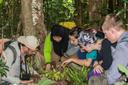 New ‘snug,’ a snail with a too-small shell, described from Brunei rainforest

A group of researchers and citizen-scientists have identified a new semi-slug species, Microparmarion sallehi, from the lowland rainforests of northern Borneo Island.
Their study suggests there may be some half a dozen other species from the same genus waiting to be described, highlighting the rich biodiversity of this region.
For this description, the local and international scientists involved students and laypersons in the team on a combined program of biodiversity training and exploration.
The study authors note that scientific knowledge of Southeast Asian slugs in general is lacking due to low collection samples, meaning the prospects for describing a new species is high. 
JAKARTA — A group of researchers and citizen-scientists have described a new “semi-slug” species from the lowland rainforests of northern Borneo.

The so-called snug, a snail whose external shell is too small to house its entire body, has been named Microparmarion sallehi and can be found in the forests of Ulu Temburong National Park, Brunei, according to a study published April 10 in the Biodiversity Data Journal. The paper details the unique characteristics of the species from its body parts to its DNA compared to other known species of the Microparmarion genus, of which researchers believe some half-dozen species have yet to be described.

“The inspiration for our field expeditions is to show that it is possible to discover and publish new species within the short space of time of a 10-day field expedition in a remote offline location, with simple, portable equipment,” Iva Njunjić, director of the biodiversity research group Taxon Expeditions in Leiden, the Netherlands, who is the corresponding author of the paper, told Mongabay in an email.
She added that her team had previously published a new snail description from the same location, so they knew there was also the possibility of an undescribed semi-slug waiting to be found, which was what kept them going until they had enough specimens to analyze.

The researchers conducted three field surveys in September 2018, September 2019 and October 2022 in this northwestern part of the island of Borneo. On each of those expeditions, they collected and sequenced with their portable DNA lab in the field center one or more specimens of the new species. They found and studied five individual specimens, the paper said.

“Some of our team members are malacologists with many years of experience working on the southeast Asian land snails and slugs,” Njunjić said, referring to scientists who study different types of mollusks, from snails and slugs to squids and octopuses.

The report said the new species of Microparmarion stood out from the other known species, especially for its shell and genital setup. The species is generally active in twilight and at night, and can be seen crawling underneath leaves of saplings and on vines, in both primary and secondary forest. It’s the second known lowland Bornean Microparmarion species, after M. exquadratus, described in 2019; the other known species are found in montane forests.

The researchers named the new semi-slug after Md Salleh Abdullah Bat in honor of his work as supervisor of the Kuala Belalong Field Studies Centre. The taxon expedition, during which the species was described, was the last group he hosted before retiring.
For this paper, the local and international scientists involved students and laypersons in the team on a combined program of biodiversity training and exploration. Njunjić said they wanted to show that anybody could be an explorer and describe species of wildlife that nobody had ever seen or named before with some guidance.

”By doing so, we hope to spread a sense of the importance of basic taxonomic discovery among the general public, who all too often believe that today in the 21st century, ‘there is nothing left to be discovered,’” she said.

“With only a fraction of the world’s biodiversity cataloged, the reverse is true, and it is important to spread this message outside of the usual scientific circles.”
The paper suggests the newly described snug may also occur further west, in the Malaysian Bornean states of Sarawak and/or Sabah. The authors note that scientific knowledge of Southeast Asian slugs in general is lacking due to low collection samples, making for high prospects of describing a new species.

“These species play a relatively minor role as detritus-feeders in the rainforest,” Njunjić said. “But by highlighting how much there is still to be discovered, we wish to show that these forests are extremely rich and still virtually unknown, which makes their disappearance all the more tragic.”