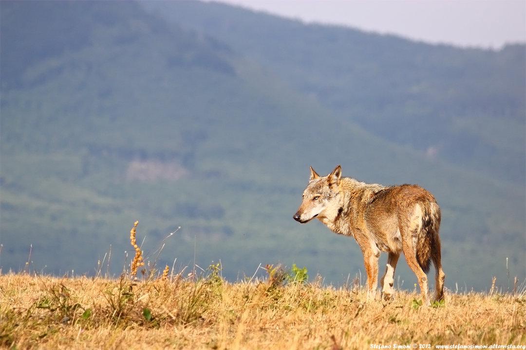Hunting in the ABRUZZO Apennines:  Clubs, Laws and Legislation, Communities and Demographics.