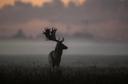 A majestic Master Fallow Buck at low light in the Phoenix Park, Dublin 

