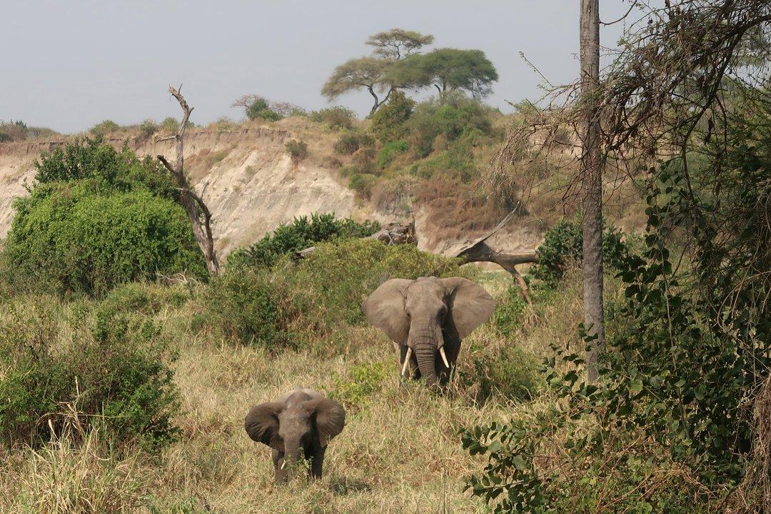 Hunting in Donga: A Comprehensive Guide for Hunters – Exploring Opportunities, Challenges, and Conservation Efforts (PART 2)