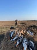 Охота на гуся в Беларуси: Полный гид для охотников

Беларусь — одно из лучших мест в Восточной Европе для охоты на гуся благодаря обширным водно-болотным угодьям и миграционным маршрутам птиц. В этом руководстве собрана актуальная информация для охотников: от выбора локаций до законодательных норм.

Виды гусей и их миграция

В Беларуси встречаются три основных вида гусей, разрешенных к добыче:  

1. Серый гусь — крупная птица (до 4,5 кг), предпочитает заболоченные луга и озера.  
2. Белолобый гусь — массовый мигрант (2,5–3 кг), летит большими стаями через Полесье.  
3. Гуменник — редкий вид (3–3,5 кг), встречается в северных регионах.  

Миграционные пути проходят через Беларусь дважды в год:  
- Весенний перелет: конец февраля – апрель.  
- Осенний перелет: сентябрь – ноябрь.  

Гуси останавливаются на кормежку и отдых в открытых полях, возле водоемов и на сельхозугодьях.

Сезон охоты: Даты и ограничения

Сезонность регулируется Постановлением Минлесхоза №22 от 2023 г.:  

- Весенний сезон**: 10 марта – 10 апреля. Разрешена охота только на селезней и гусей (не более 2 особей в день).  
- Осенний сезон: 3-я суббота августа – 31 декабря. Основной период для гусиной охоты.  

Важно! В весенний сезон запрещено использование электронных манков и охоты с подхода — только из укрытий.

Лучшие места для охоты на гуся

1. Ольманские болота (Брестская область) — крупнейший миграционный коридор. Угодья с открытыми пространствами идеальны для засад.  
2. Споровский заказник (Брестская область) — высокая концентрация белолобых гусей на рисовых полях.  
3. Припятское Полесье — обширные поймы реки Припять привлекают стаи серых гусей.  
4. Витебская область (окрестности озер Освейское и Лисно) — зона пролета гуменников.  

Совет: Договоритесь с местными егерями — они знают текущие места кормежки стай.

Традиционные методы охоты на гуся

1. Охота из скрадка — маскировочное укрытие строится вблизи кормовых полей. Используются чучела (30–50 шт.) для привлечения стаи.  
2. На перелетах — засада на маршруте между водоемом и местом кормежки. Требует изучения расписания движения птиц.  
3. С подхода (только осенью) — тихое приближение к кормящейся стае на расстояние выстрела.  

Манки: Применяйте духовые манки с низким тоном («вразвалку») для серого гуся и высоким — для белолобого.

Оружие и экипировка для охоты на гуся

- Ружье: Гладкоствольное 12 калибра с длиной ствола 71–76 см. Популярны полуавтоматы (Browning Maxus, Beretta A400).  
- Патроны: Дробь №1–3 (35–36 г) в стальной оболочке. Для дальних выстрелов (40+ м) используйте магнум-патроны.  
- Чоки: Узкие сужения (Full или Extra Full) повышают кучность.  
- Экипировка: Маскировочный костюм под ландшафт, ветроустойчивая палатка-скрадок, термос и фонарь с красным фильтром для утренних выездов.

Bag limits: Нормы добычи гуся

Согласно белорусскому законодательству:  
- Весна: Не более 2 гусей в день на одного охотника.  
- Осень: До 5 гусей в день.  

Важно! Запрещена добыча краснокнижных видов (пискулька, черная казарка). Уточняйте вид перед выстрелом.

Правовые аспекты

- Лицензия: Требуется охотничий билет и разрешение от арендатора угодий.  
- Штрафы: За нарушение сроков или норм отстрела — до 50 базовых величин

Заключение

Успех охоты на гуся в Беларуси зависит от подготовки: изучите повадки птиц, выберите проверенное место и соблюдайте законы. Используйте качественное снаряжение и не забывайте о безопасности. Удачной охоты!  

Перед выездом уточняйте актуальные правила на сайте Минлесхоза РБ или у организаторов охоты.

#ОхотаНаГуся #ГусиБеларусь
#ОхотаВБеларуси
#БелорусскаяПрирода
#Гусинаяохота #гусьлетит