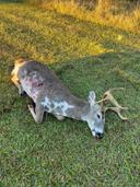 I wanted to share this buck of a lifetime i shot this past saturday. Piebald with a droptine! Full body mount is in the works for this joker.