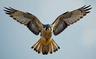 What is FALCONRY? — Birds List · Falconer Techniques · Equipment avatar