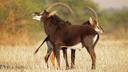 Hunting in Unity State: Landscapes, Local Hunting Culture, and Wildlife Resources

Geographic and Environmental Setting of Unity

Unity State is located in the north-cent