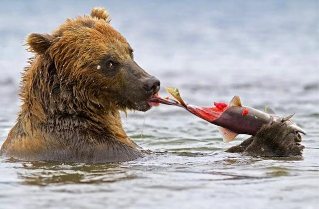 Разрешения <strong>на</strong> <strong>охоту</strong> в Приморье будут распределять по-новому.