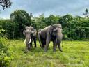 Cambodia’s wildlife still faces high risk of hunting
Amid a shortage of rangers and with villagers facing financial difficulties, officials said Cambodia’s wildlife continues to face a high risk of poaching.

Sreng Cheaheng, head of the department of environment in Stung Treng, told CamboJA that the selling of illegal wild meat has significantly decreased in the province with education and enforcement. But, he said, poaching continues as people rely on it for their income.

‘’As of today, wild meat selling still can be seen but it is in a small amount compared to before. The authorities work every day to observe where people sell these wild meats. However, it is impossible to completely stop it because it is a part of the income of residents living in this province,” he said.

Cheaheng told CamboJA that arrests have dropped, with just two people arrested for hunting wild meat last year.

‘’There are different types of wildlife that have been hunted but wild boar and deer are on the top of the list,” he added.

 Cheaheng said it is hard to stop hunting and deforestation offenses due to the shortage of human resources to patrol. ‘’We sometimes are afraid to patrol at night as those perpetrators have guns and knives. And when we do, we need more rangers to go along,” he said.

‘’There are over 830,000 hectares of protected areas in Stung Treng. This is huge. And we do not have enough rangers to patrol. Therefore, it is hard to stop hunting and deforestation offenses happening in this province.”

In 2021, according to the Ministry of Environment, Cambodia deployed 1,200 rangers (42 of them women) to guard 75 protected areas and biodiversity corridors covering 7.3 million hectares in 21 provinces across the country. 

But in spite of the promise of better enforcement, some said the drop in arrests was due simply to wild animals having become so hunted there are now few left.

Hoeur Sethul, former Stung Treng resident who visits frequently, told CamboJA that wild meat sales continue to happen regularly. ‘’People sell those wild meats publicly almost every day in Stung Treng market. But there are no significant measures to stop it. I think the authorities are unqualified to do their job,” he said.

‘’The trend of selling-hunting wild meats has been slowing down not because of the effectiveness of law enforcement of the authorities there, but I think this is because there is not much wildlife to hunt like before.”

Neth Pheaktra, the spokesman of the Ministry of Environment could not be reached for comment.

BirdLife International Cambodia programme manager Bou Vorsak said wild meat consumption remains a critical problem, especially in Stung Treng, Preah Vihear, Kratie, Mondulkiri, Ratanakiri, and Kampong Thom.

‘’I think these six provinces are the targeted place for selling and consuming wild meat. Because we often see specifically in Stung Treng where different wild meat has been sold in the market,” he said.

Trafficking and consumption has left the country’s wildlife in an extremely vulnerable position, say conservationists. Under the direction of the Ministry of Environment and in collaboration with WWF, USAID, WCS, CI, and other development partners, in March launched a campaign to abolish snaring, trafficking, and the market for bush meat and wildlife products while providing livelihood alternatives for would-be poachers.