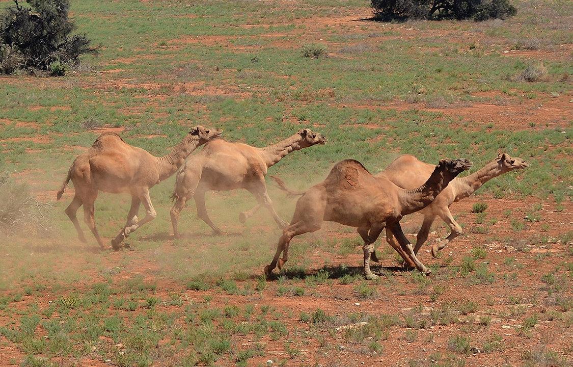 Tombouctou’s Untamed Frontier: Navigating Security Risks and Hunting Opportunities in Africa’s Wild Heart