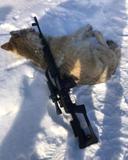 Wolf hunting