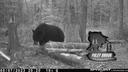 Foleybrook Outfitters still have four spots available for their Spring Black Bear hunt in New Brunswick, Canada in 2024