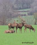 Réunion entre mecs 🦌📸
Normandie février 2024