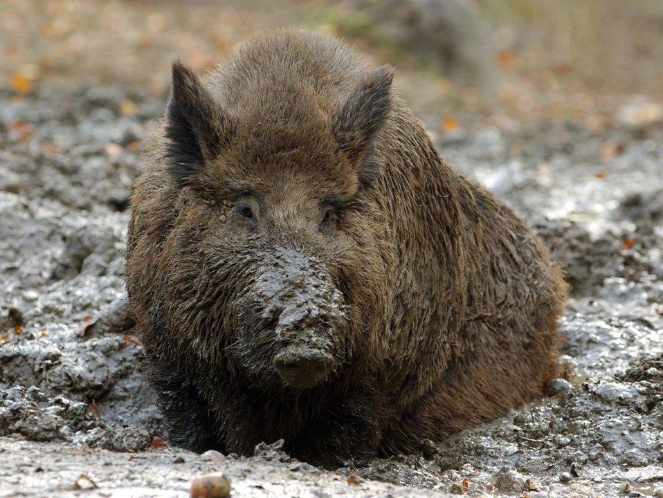 Jagd in Biel/Bienne (Kanton Bern), Schweiz: Topografische Merkmale, Jagdweisen, Wildtiere, Abschusszeiten, Dachverbände, Rechtsvorschriften und kulturelle Gepflogenheiten