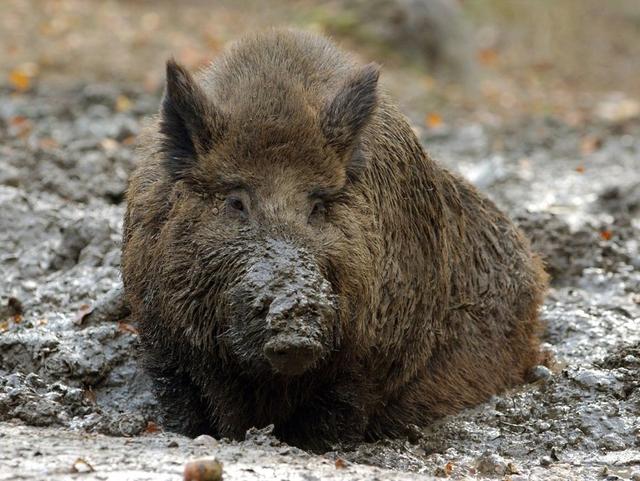 Jagd in Biel/Bienne (Kanton <strong>Bern</strong>), Schweiz: Topografische Merkmale, Jagdweisen, Wildtiere, Abschusszeiten, Dachverbände, Rechtsvorschriften und kulturelle Gepflogenheiten