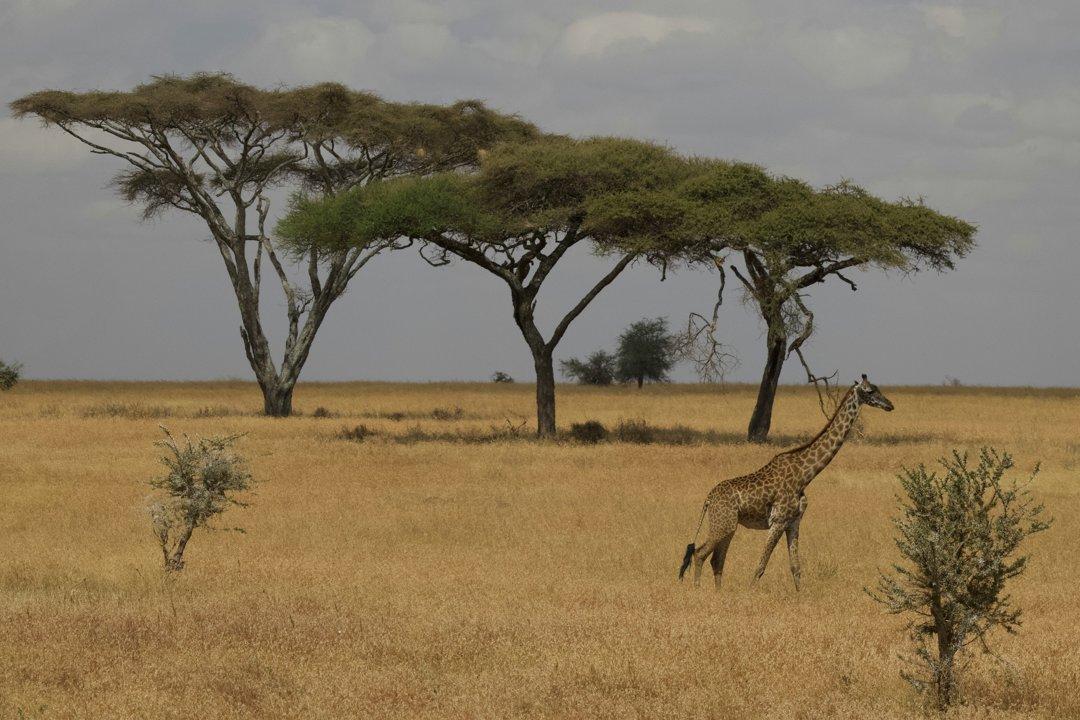 Safari Beyond the City: Seasons, Laws, Clubs.
