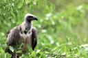 Hunting in Volta: Learning About Hunting Seasons, Specifics, and Discovering Interesting Facts

The Volta Region, located in eastern Ghana along the border with Togo, is 