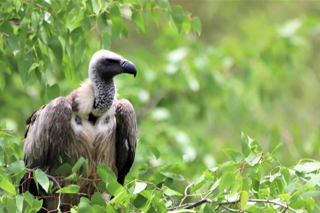 Hunting in Volta: Learning About Hunting Seasons, Specifics, and Discovering Interesting Facts
