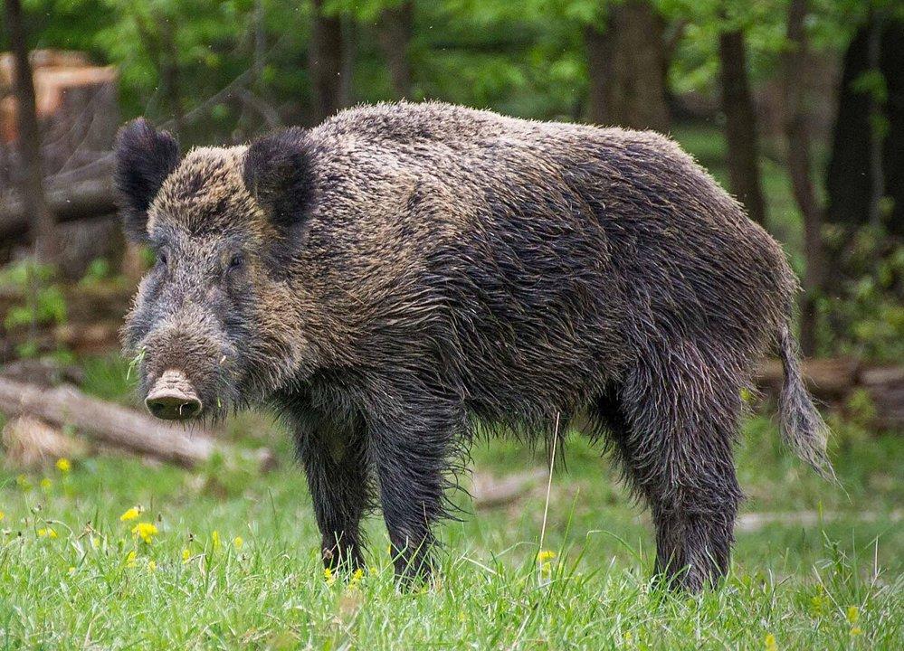 Jagd im Bezirk Mattersburg: Wildarten, Jagdzeiten, Besonderheiten, Praxis, Bestimmungen, Jagdverbände, Jägerstatistik, Traditionen, Jagdreviere, Fakten