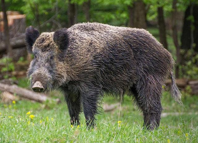 Jagd im Bezirk Mattersburg: Wildarten, Jagdzeiten, Besonderheiten, Praxis, Bestimmungen, Jagdverbände, Jägerstatistik, Traditionen, Jagdreviere, Fakten