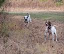 Private property owners sue over Virginia’s hunting dog law
WILSONS, Va. — Soon after Jim Medeiros bought his 143-acre (58-hectare) cattle and poultry farm in rural Virgi