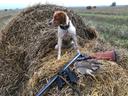 The Breton Spaniel: The Ideal Hunting Companion for the Avid Hunter

Hunting has long been a beloved pastime, offering thrill, camaraderie, and the chance to connect with nature. For many hunters, the right dog makes all the difference. Enter the Breton Spaniel: a beautiful and intelligent breed that can truly become the soul of your hunting experience. This article will explore the characteristics of the Breton Spaniel, how to properly care for your hunting companion, and effective methods for training them in the field.

Characteristics of the Breton Spaniel

The Breton Spaniel, or Épagneul Breton, is a breed that hails from France, known for its remarkable versatility and grace. These dogs typically weigh between 30-40 pounds and stand about 18-20 inches tall at the shoulder. Their soft, wavy coat, which can come in various colors including orange and white, liver and white, or tricolor, makes them a striking addition to any hunting team.

Temperament

Breton Spaniels possess a friendly and outgoing nature, making them excellent companions both in the field and at home. They are intelligent and eager to please, which contributes to their trainability. However, they may also exhibit an independent streak — a trait that can be both an advantage and a challenge during training. This breed requires consistent training and socialization from an early age to harness their natural instincts positively.

Grooming and Care

Maintaining the health and appearance of your Breton Spaniel is crucial for their performance as a hunting companion. Here are essential care tips:

Regular Brushing

Due to their medium-length, wavy coats, Breton Spaniels can shed throughout the year. Regular brushing, ideally once a week, will help minimize shedding and keep their coat healthy. Pay special attention to areas prone to matting, such as behind the ears and between the toes.

Exercise Needs

Breton Spaniels are active dogs that require ample exercise to stay in shape and avoid boredom. Daily walks, hikes, and play sessions are essential. Incorporating training exercises and games will help satisfy their mental and physical needs.

Nutrition

Providing a well-balanced diet is paramount for the overall health and energy of your Breton Spaniel. High-quality dog food with appropriate protein levels will support their active lifestyle. Always consult your veterinarian for personalized dietary recommendations.

Training Your Breton Spaniel for Hunting

Training a Breton Spaniel for hunting can be a rewarding experience with the right approach. Here are some effective strategies:

Start Early

Begin basic training and socialization as early as possible. Exposing your puppy to various environments, people, and other animals will help them become well-adjusted adults. Instilling obedience commands such as sit, stay, and come will lay the groundwork for more advanced training.

Introduce to the Field

Once your Breton Spaniel reaches about six months of age, you can start introducing them to hunting scenarios. Take them to the field and allow them to explore different scents and terrains. Encourage them to follow your lead, rewarding them with praise and treats for their engagement.

Progressive Training Exercises

Scent Training: Utilize scent articles that mimic the game you plan to hunt. Let your Spaniel get accustomed to the scent and encourage them to find the object. This will sharpen their natural instinct.

Retrieve Training: Teach your dog to retrieve in a controlled environment before moving to more challenging settings. Start with short distances and gradually increase the complexity of the retrieve.

Desensitization: Expose your Spaniel to sounds associated with hunting, such as gunshots. Use positive reinforcement to help them stay calm and focused during these experiences.

Honing Commands: Utilize commands specific to hunting situations, such as “fetch” and “drop.” Consistency is key, and practice will ensure your dog reacts appropriately in the field.

Conclusion

The Breton Spaniel is a beautiful and intelligent breed that can become the heart of any hunting expedition. With proper care, training, and a strong bond with their human, these dogs shine as loyal companions and effective hunting partners. By investing time in their training and nurturing their natural instincts, you’ll find that the Breton Spaniel is not just a pet, but a crucial ally in your hunting endeavors. Whether you're chasing upland game or simply enjoying a day in nature, this breed will undoubtedly elevate your experience.

https://m.uh.app/organizations/huntingdogs